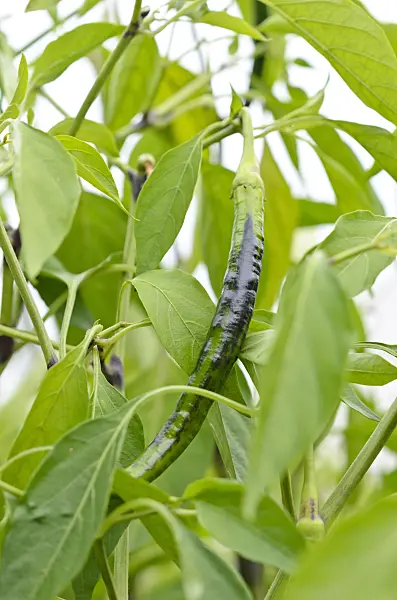 524052 - Chili pepper (Capsicum annuum 'Joe's Long')
