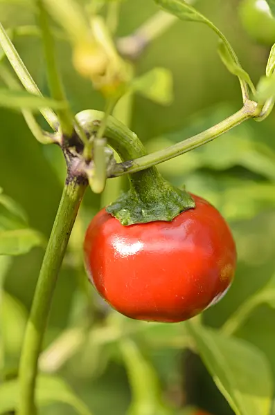 536172 - Chili pepper (Capsicum annuum 'Ungarische Kirschpaprika')