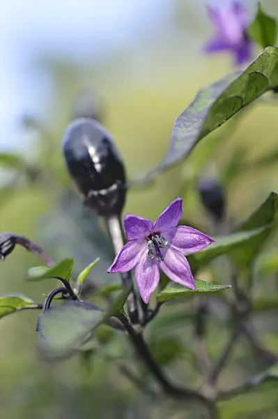 487164 - Chili pepper (Capsicum frutescens 'Peruvian Purple')