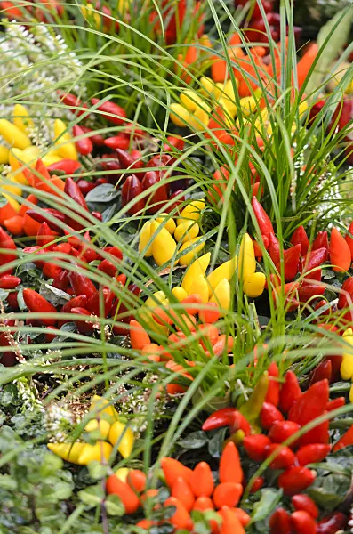 573040 - Chili peppers (Capsicum)