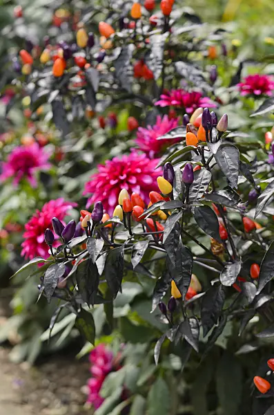 572064 - Chili peppers (Capsicum) and dahlias (Dahlia)