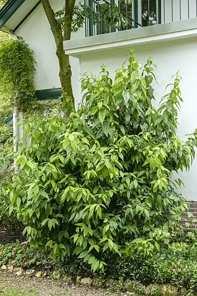 593050 - Chimonanthe odorant (Chimonanthus praecox)