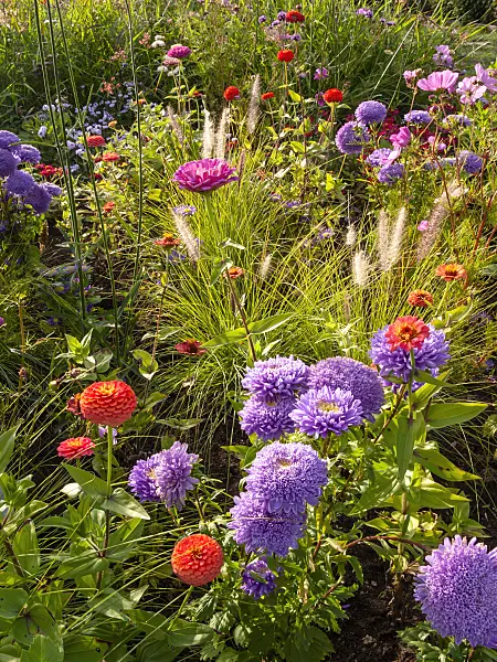 405022 - China aster (Callistephus) and dahlia (Dahlia)