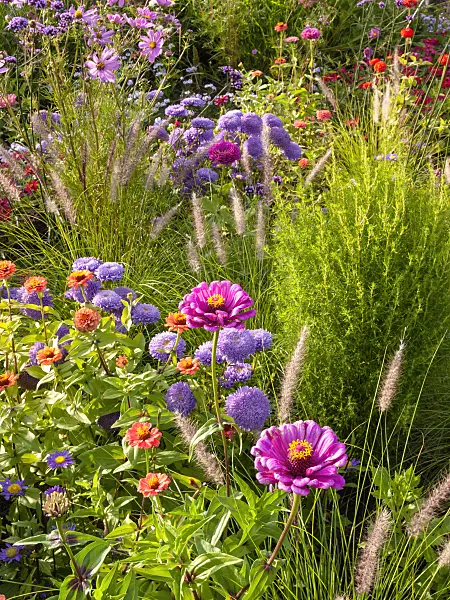 405021 - China aster (Callistephus) and zinnia (Zinnia)