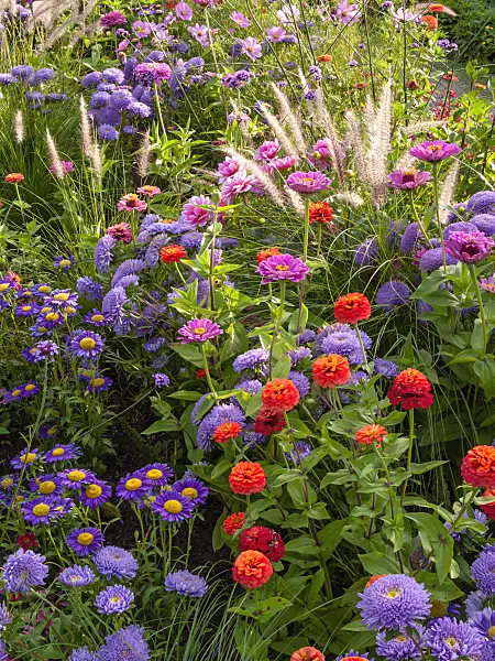 405025 - China aster (Callistephus) and zinnia (Zinnia)