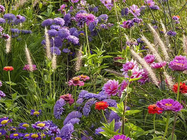 405026 - China aster (Callistephus) and zinnia (Zinnia)