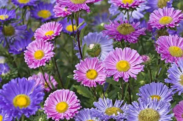 511141 - China aster (Callistephus chinensis)