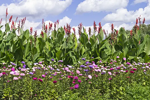 535236 - China aster (Callistephus chinensis) and Indian shot (Canna indica)