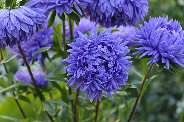 488126 - China aster (Callistephus chinensis 'Blauer Turm')