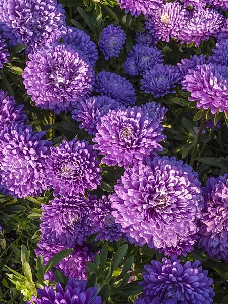 404061 - China aster (Callistephus chinensis 'Esmeralda')