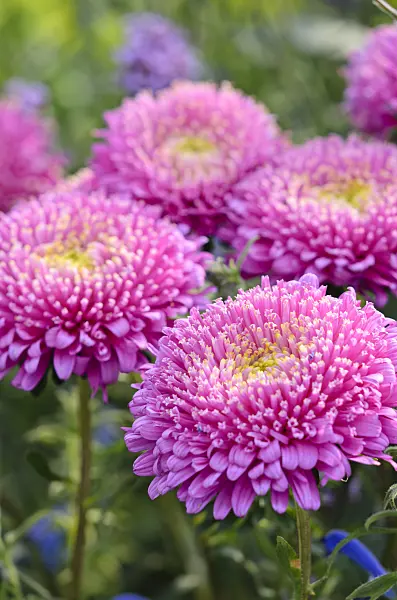 535075 - China aster (Callistephus chinensis 'Matsumoto Pink')