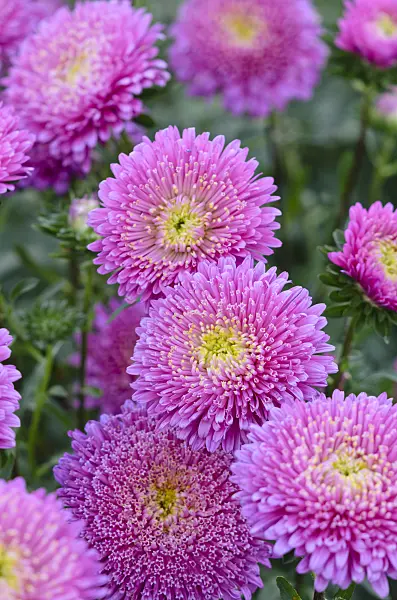 535076 - China aster (Callistephus chinensis 'Matsumoto Pink')