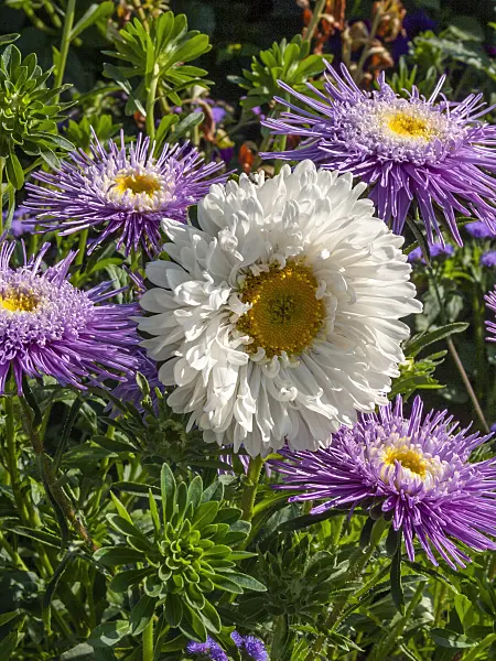 404045 - China aster (Callistephus chinensis 'Princess Hilda')
