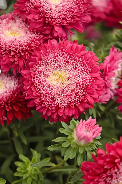 571068 - China aster (Callistephus chinensis 'Prinova Dark Red')