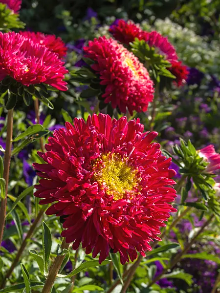 404043 - China aster (Callistephus chinensis 'Roter Edelstein')