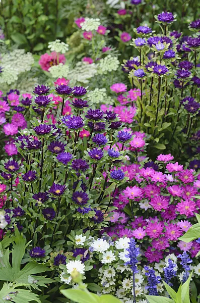 523237 - China aster (Callistephus chinensis 'Serenade')