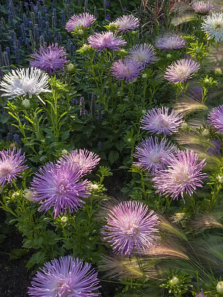 404059 - China aster (Callistephus chinensis 'Tristan')
