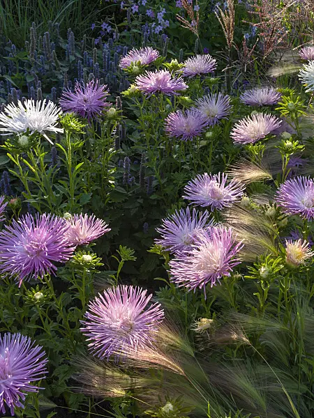404060 - China aster (Callistephus chinensis 'Tristan')