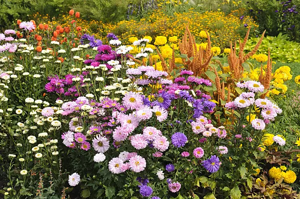 476106 - China asters (Callistephus), amaranth (Amaranthus) and marigolds (Tagetes)