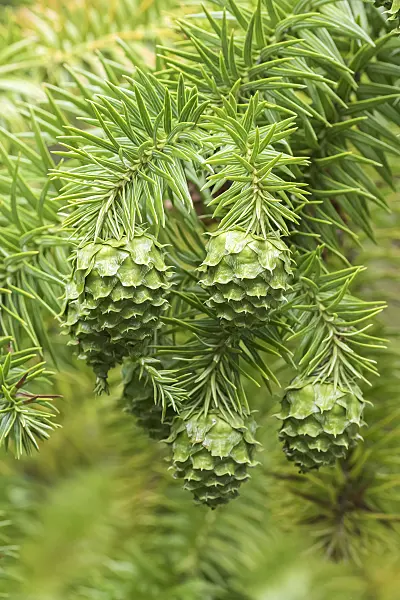 638075 - China fir (Cunninghamia lanceolata)