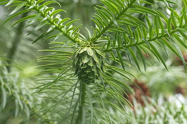 664108 - China fir (Cunninghamia lanceolata)