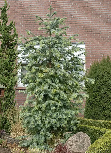 547134 - China fir (Cunninghamia lanceolata 'Glauca')