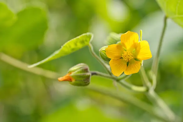 475216 - China jute (Abutilon theophrastii)