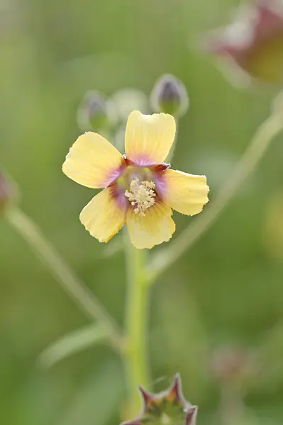 489040 - China jute (Abutilon theophrastii)