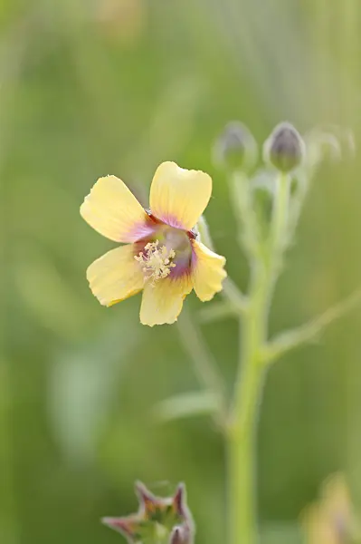 489041 - China jute (Abutilon theophrastii)
