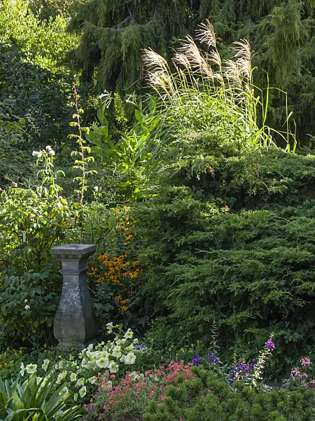 404092 - Chinaschilf (Miscanthus sinensis)