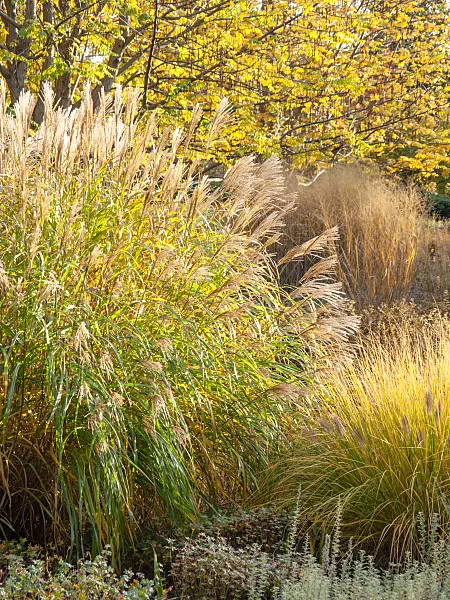 442131 - Chinaschilf (Miscanthus sinensis)