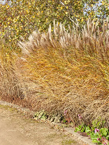 465161 - Chinaschilf (Miscanthus sinensis)