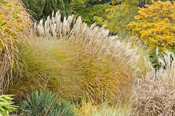 477177 - Chinaschilf (Miscanthus sinensis)
