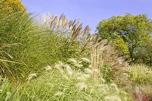 489081 - Chinaschilf (Miscanthus sinensis)