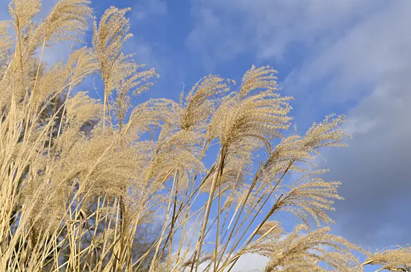 493015 - Chinaschilf (Miscanthus sinensis)