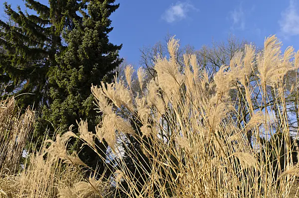 493018 - Chinaschilf (Miscanthus sinensis)