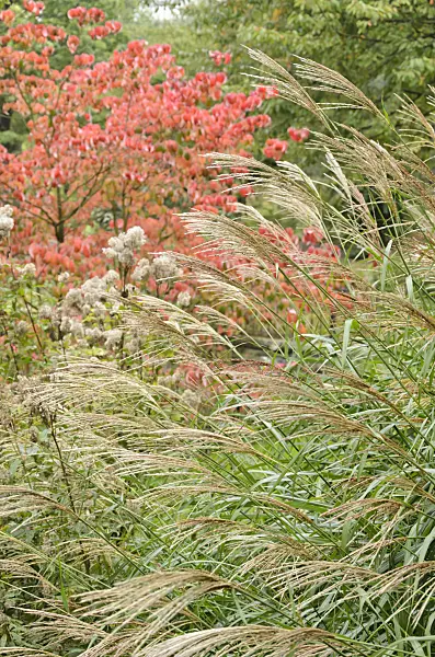 549159 - Chinaschilf (Miscanthus sinensis)