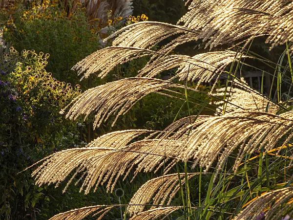 431032 - Chinaschilf (Miscanthus sinensis 'Große Fontäne')