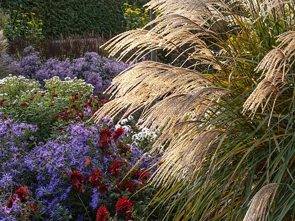466013 - Chinaschilf (Miscanthus sinensis 'Große Fontäne')