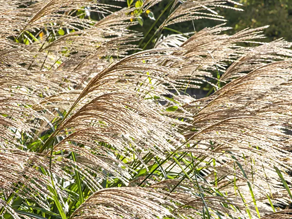 465115 - Chinaschilf (Miscanthus sinensis 'Silberfeder')