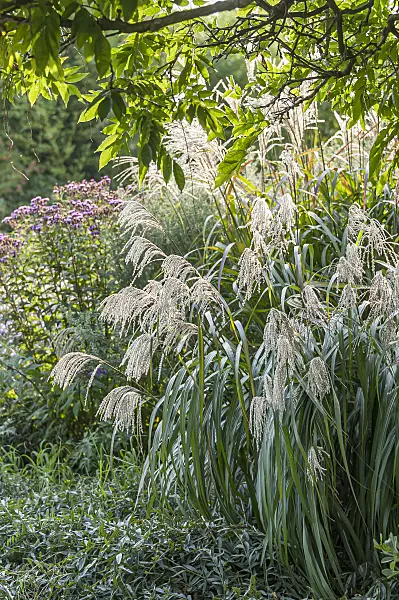 651390 - Chinaschilf (Miscanthus sinensis 'Silberfeder')