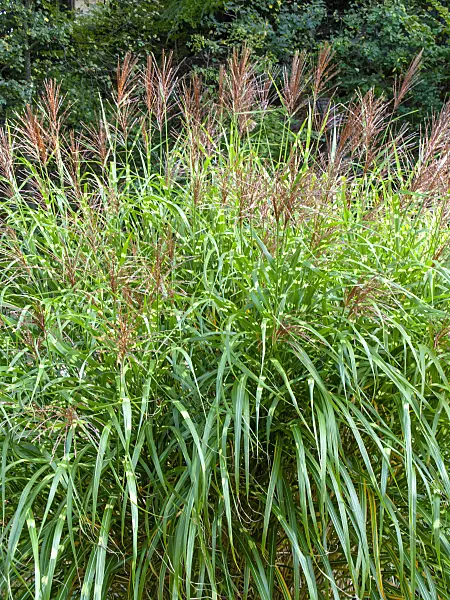 453151 - Chinaschilf (Miscanthus sinensis 'Zebrinus')