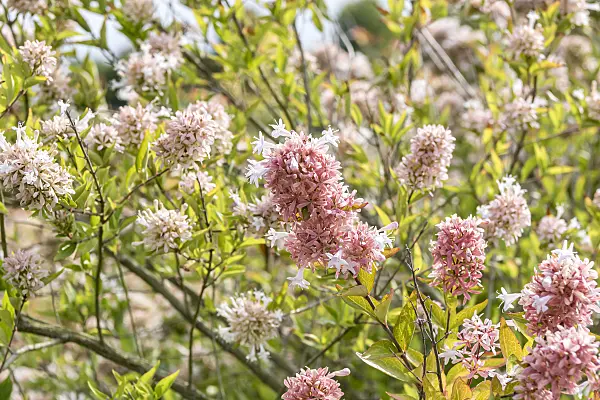 635003 - Chinese abelia (Abelia chinensis)