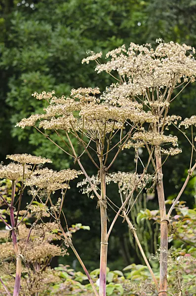 535100 - Chinese angelica (Angelica dahurica)