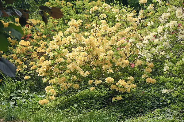 517229 - Chinese azalea (Rhododendron mollis x sinensis)