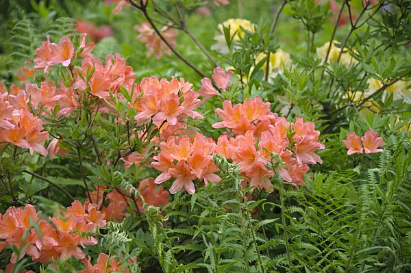517230 - Chinese azalea (Rhododendron mollis x sinensis)
