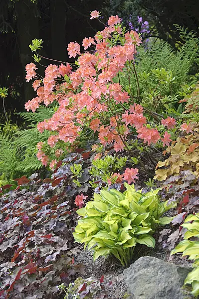 517231 - Chinese azalea (Rhododendron mollis x sinensis)