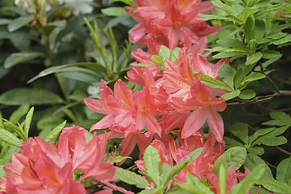 517232 - Chinese azalea (Rhododendron mollis x sinensis)