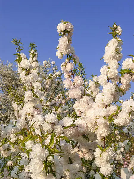 412051 - Chinese bush berry (Prunus glandulosa 'Alboplena')