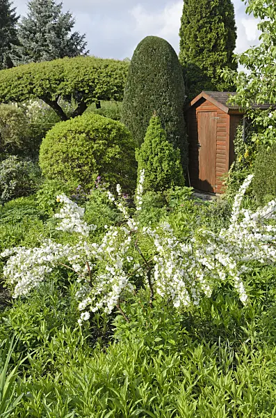 520144 - Chinese bush berry (Prunus glandulosa 'Alboplena') in a perennial garden
